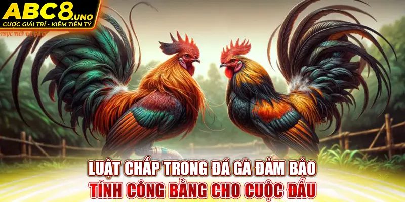 luat-chap-trong-da-ga-dam-bao-tinh-cong-bang-cho-cuoc-dau-