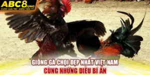 giong-ga-choi-dep-nhat-viet-nam-cung-nhung-dieu-bi-an