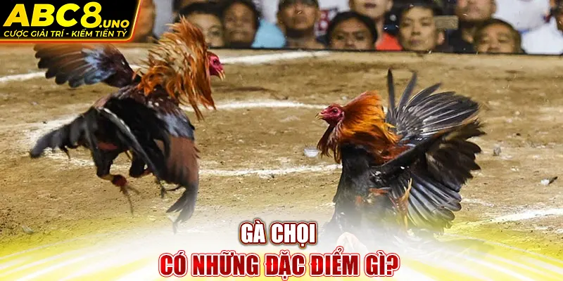 giong-ga-choi-co-nhung-dac-diem-gi-