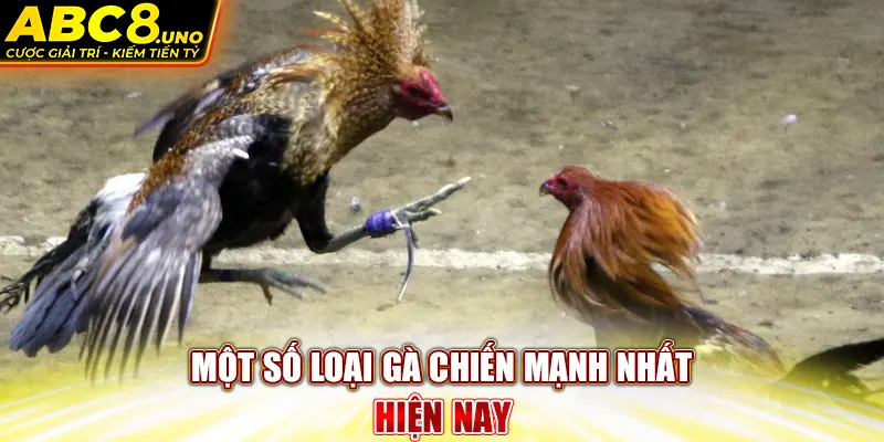 mot-so-loai-ga-chien-manh-nhat-hien-nay-