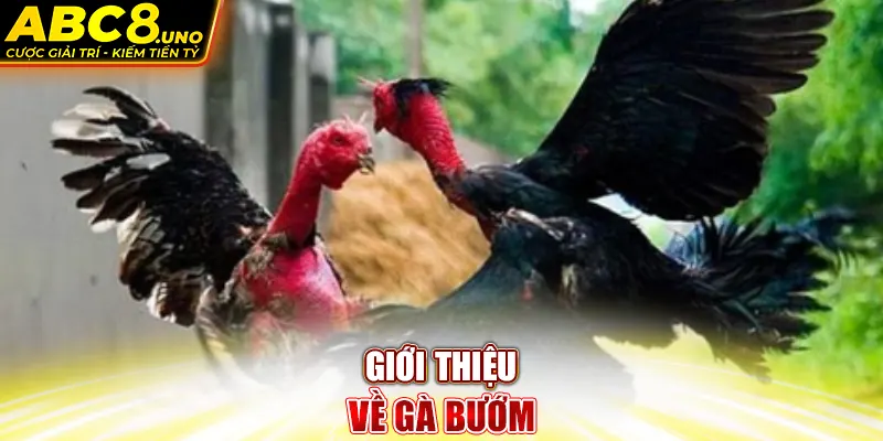 gioi-thieu-ve-ga-buom