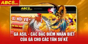 ga-asil-cac-dac-diem-nhan-biet-cua-ga-cho-cac-tan-su-ke_11_11zon