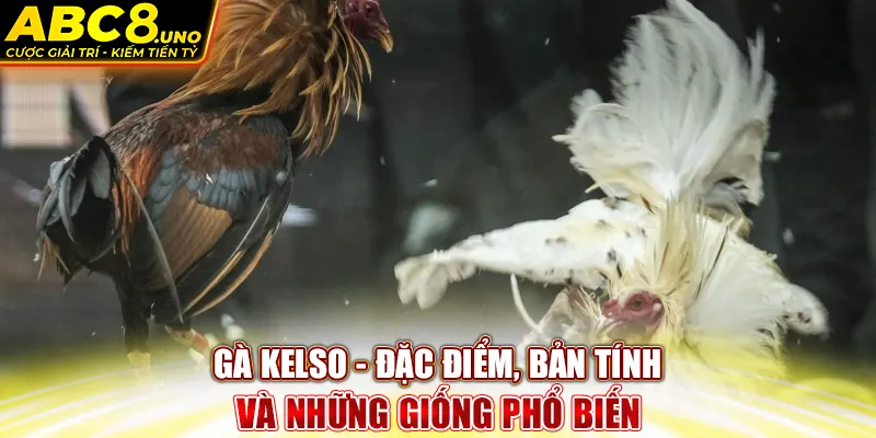 ga-kelso-dac-diem-ban-tinh-va-nhung-giong-pho-bien