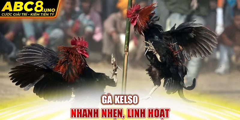 ga-kelso-nhanh-nhen-linh-hoat-